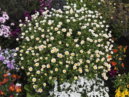 花壇 花壇の写真
