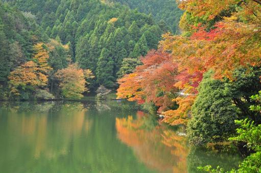 紅葉1 紅葉1の写真