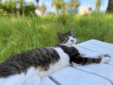 ベンチに寝そべるキジシロ猫 ベンチに寝そべるキジシロ猫の写真