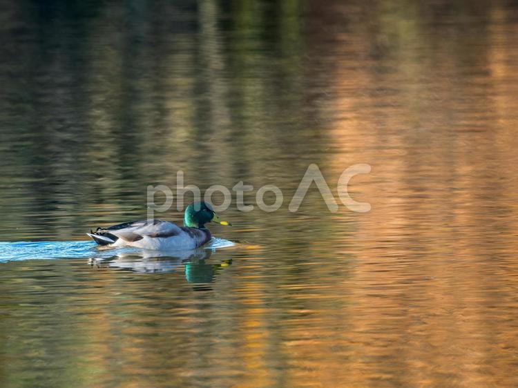 池を泳ぐマガモ（コピースペース） マガモ,カモ,鴨の写真素材