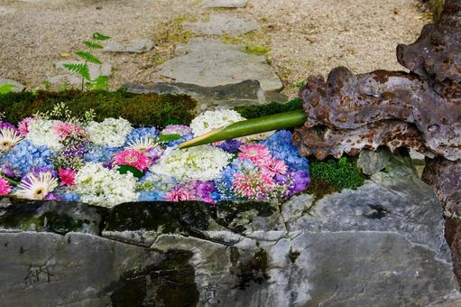 奥州柳津虚空蔵尊(22) 奥州柳津虚空蔵尊(22) 寺,アジサイ,手水舎の写真素材