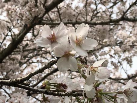 桜の木の写真