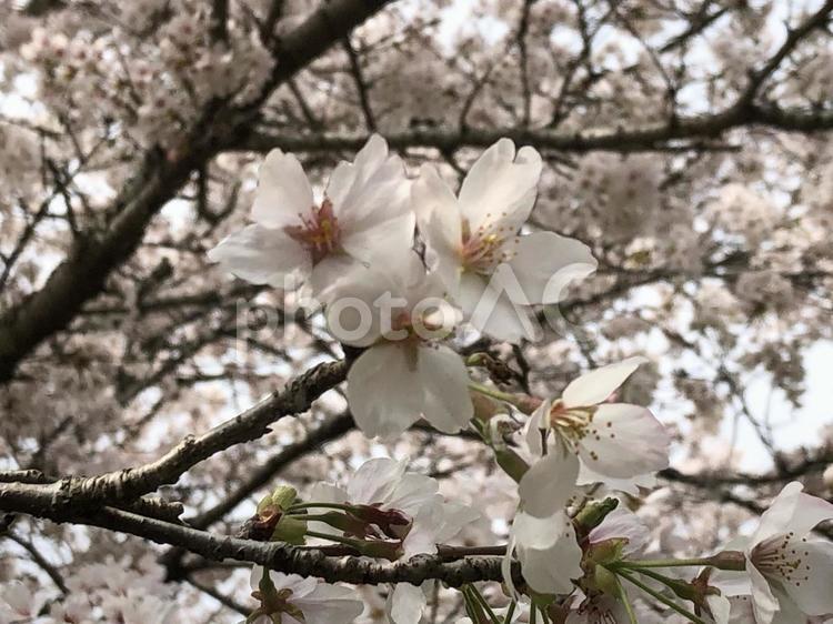 桜の木 桜,さくら,桜の木の写真素材