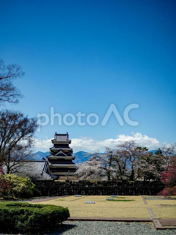 松本城と北アルプス 松本城,松本市,青空の写真素材