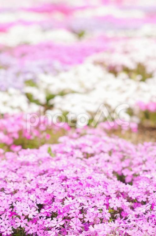 芝桜の花畑 背景,しばざくら,ピンクの写真素材
