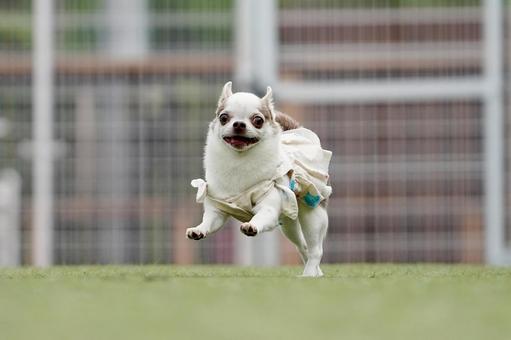 ドッグランのワンコ ドッグランのワンコ 犬,ワンコ,dogの写真素材