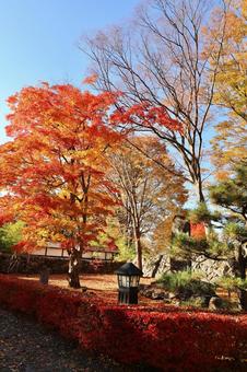 紅葉　長野県　懐古園 紅葉,長野県,懐古園の写真素材