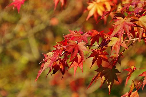 陽射しの中のイロハモミジ イロハモミジ,紅葉,葉の写真素材