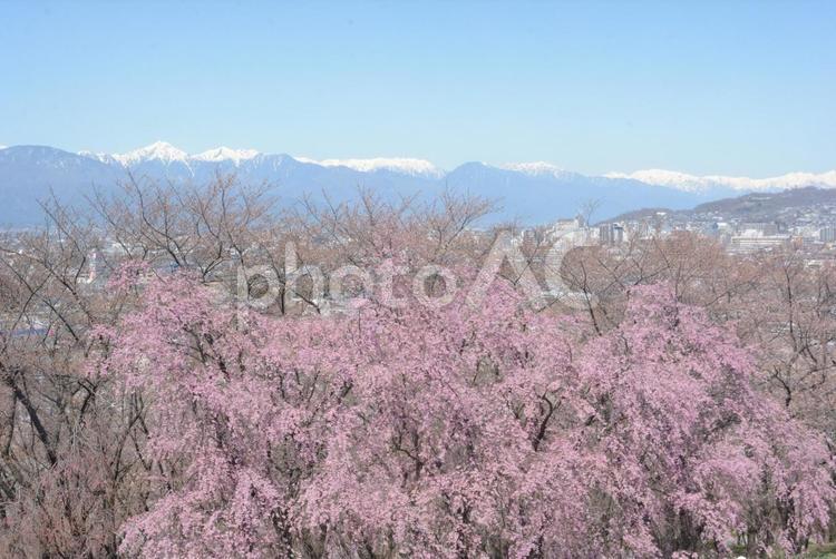 弘法山の桜と北アルプス 風景,松本,弘法山の写真素材