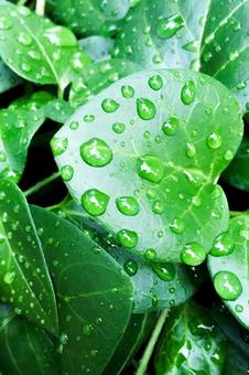 生命力あふれる緑の葉と朝露 葉,水滴,雨粒の写真素材