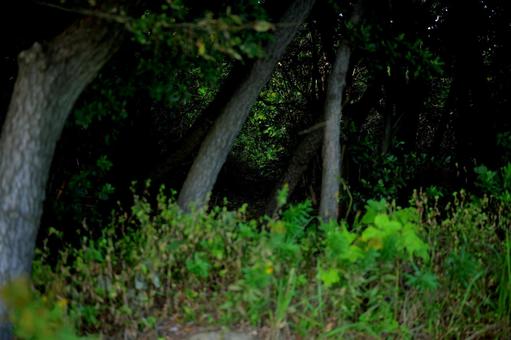 深い緑の中で目にする木々 木々,森,緑の写真素材