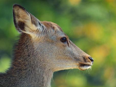 優しい雌鹿の横顔 哺乳類,草食動物,奈良県奈良市の写真素材
