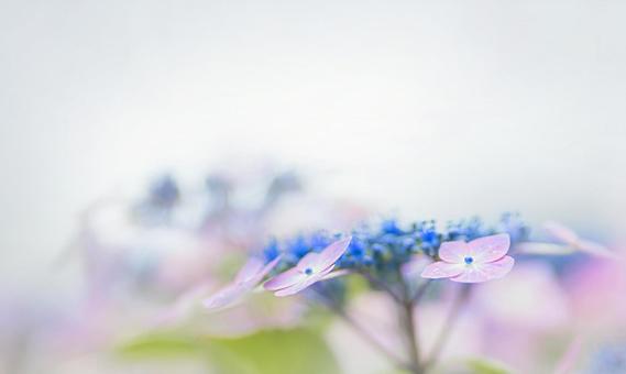 Hydrangea (image) 1, JPG