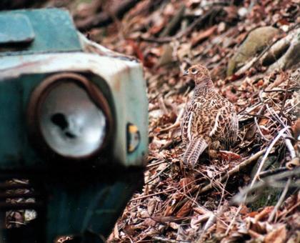 廃村を歩くキジのメスの写真