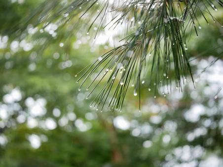 背景に合う松の葉と雨粒 松,松の葉,雨粒の写真素材