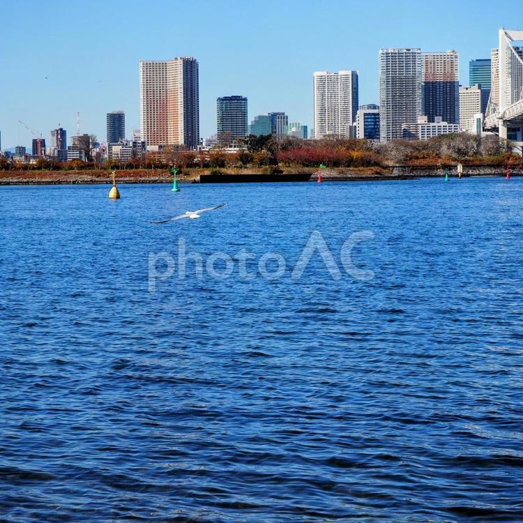 ユリカモメ＆対岸のビル群（東京都お台場） 冬,ユリカモメ,対岸の写真素材