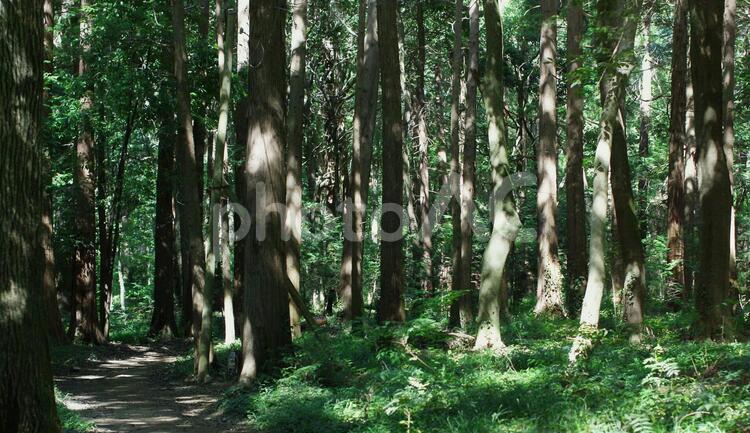 樹木_森林・山道_43 緑,木,森の写真素材