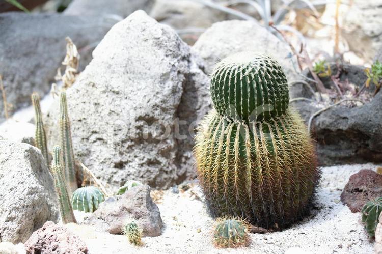 サボテン 植物,自然,サボテンの写真素材