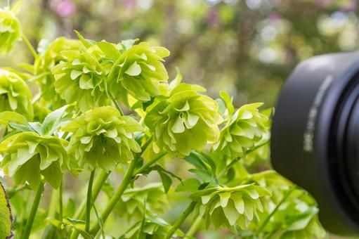 新緑に映えるクリスマスローズの八重咲き クリスマスローズ,花,緑の写真素材