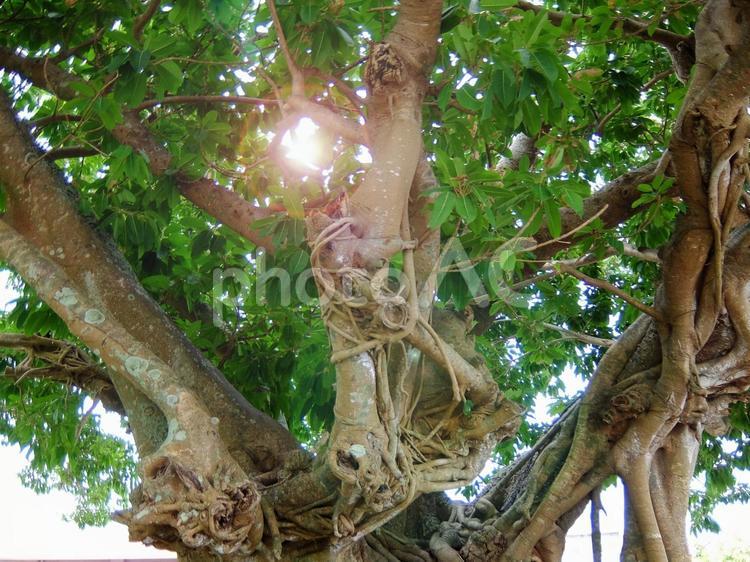 幹が複雑に絡まってるガジュマルの木 ガジュマル,木,木漏れ日の写真素材