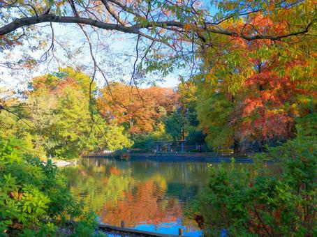 紅葉 紅葉 紅葉,石神井公園,秋色の写真素材