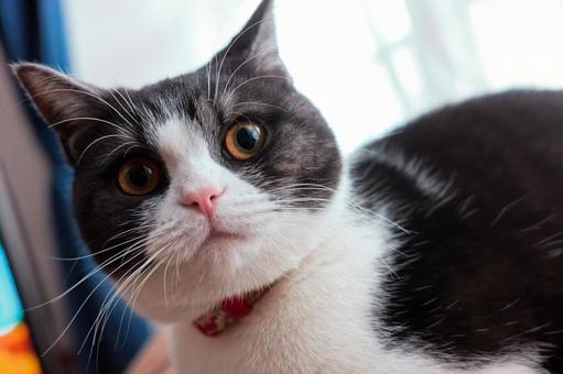 見つめる猫 見つめる猫 猫,ねこ,ネコの写真素材