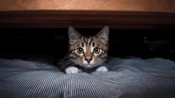 緊張して隠れている猫 緊張して隠れている猫の写真