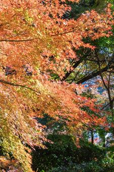 秋の気配・色づく紅葉 紅葉,モミジ,秋の写真素材