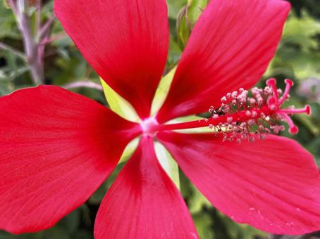 赤い花(モミジアオイ) 赤い花(モミジアオイ)の写真