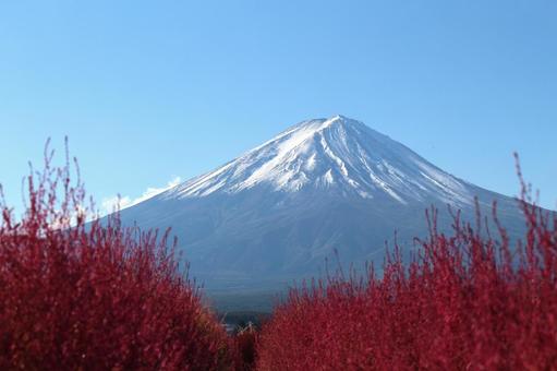 コキアと富士山 コキアと富士山の写真