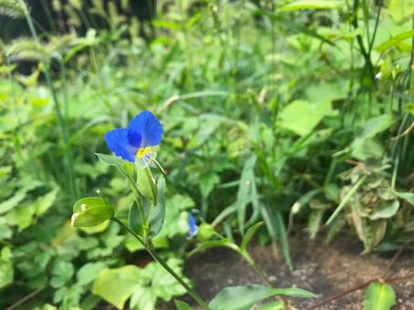 ツユクサの花 ツユクサの花 ツユクサ,夏,花の写真素材