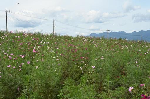 希望の丘農園で撮ったコスモスの花 コスモス,秋桜,白い花の写真素材