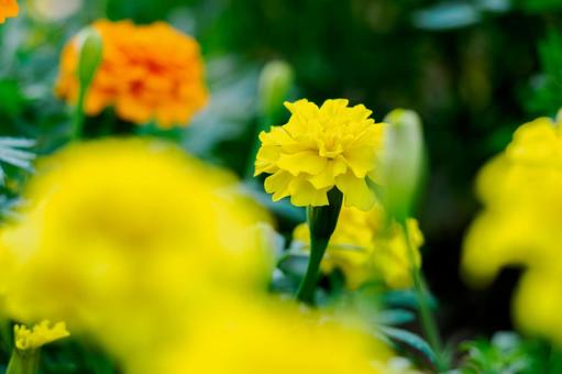 Photo, flower, plant, marigold, 