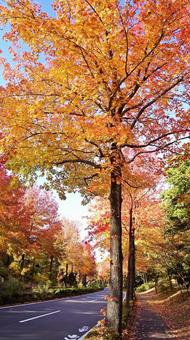 紅葉-1307 紅葉,アメリカ楓,もみじ葉楓の写真素材