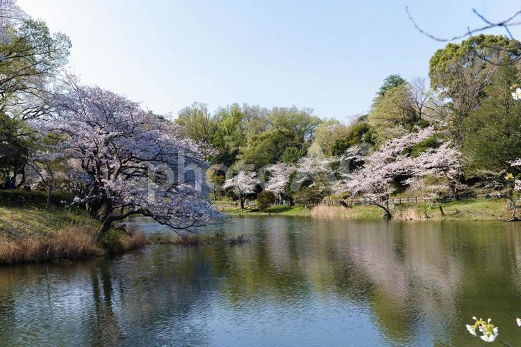 横浜, 三ツ池公園の桜と池 桜,三ツ池公園,横浜の写真素材
