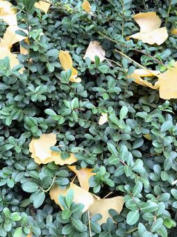 秋の黄色と緑 イチョウ,秋,１１月の写真素材