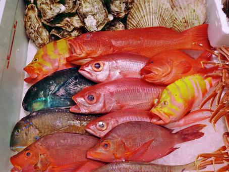 沖縄の魚市場 沖縄の魚市場 沖縄の魚市場,色とりどり,鮮やかの写真素材