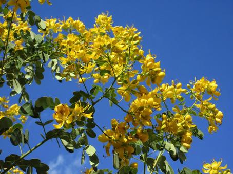 ナンバンサイカチ  ０３ ナンバンサイカチ,ゴールデンシャワー,花の写真素材