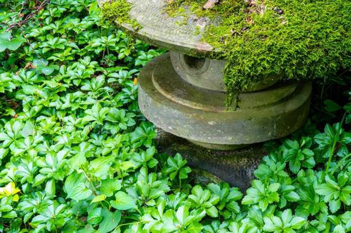 Photo, stone lantern, flux, moss, 
