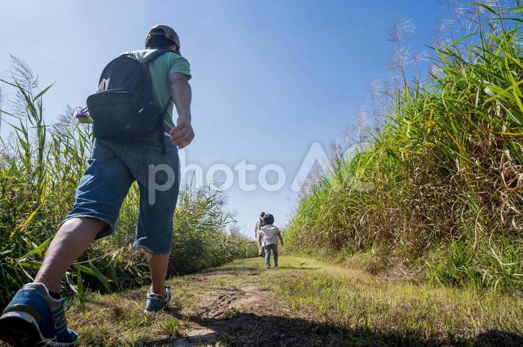 ススキが広がる野原の小道を歩く親子 ススキ,親子,子供の写真素材
