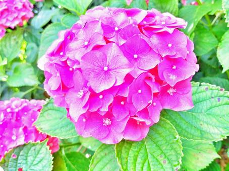 あじさい 植物,花,フラワーの写真素材