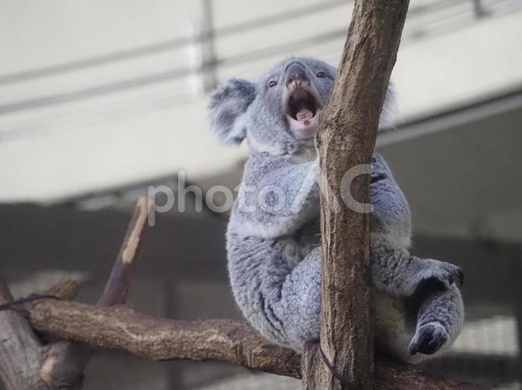 多摩動物公園のコアラ コアラ,動物園,多摩動物公園の写真素材