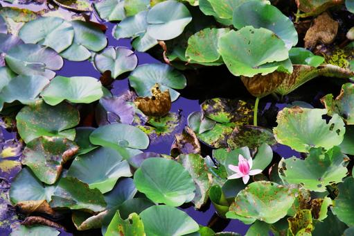 水面に咲く、睡蓮の輝き 水面に咲く、睡蓮の輝き 睡蓮,スイレン,水面の写真素材