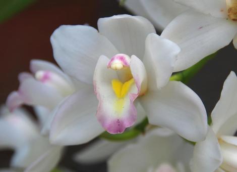 シンビジウム プリンセス まさこ シンビジウム プリンセス まさこ シンビジウム,プリンセス,まさこの写真素材