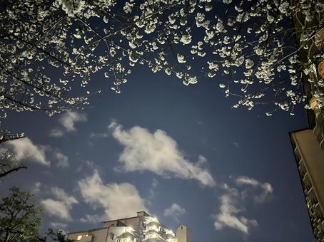 Cherry Blossoms at Night, JPG