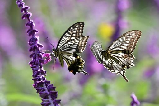 アゲハチョウ ナミアゲハ,蝶,アゲハチョウの写真素材