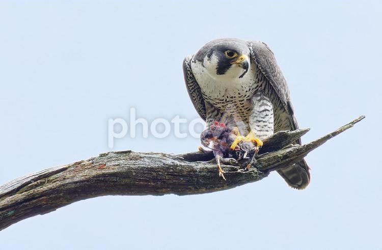 小鳥を捕食するハヤブサ はやぶさ,ハヤブサ,隼の写真素材