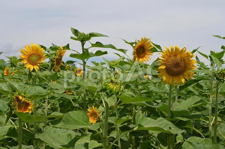 群馬県富岡市丹生湖ひまわり畑の写真 蕾,ひまわり,ヒマワリの写真素材