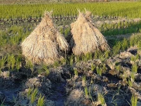 稲刈り後の田んぼ 稲架掛け,田んぼ,稲の写真素材