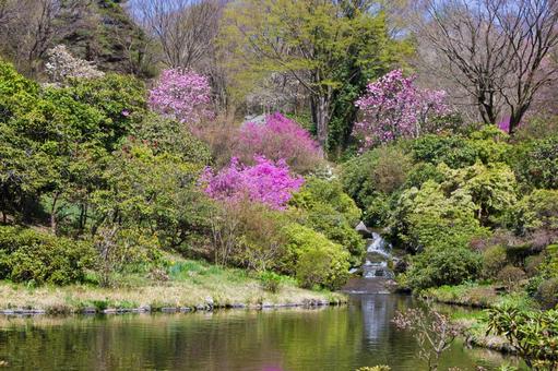 春の赤城自然園(池) 春の赤城自然園(池) 赤城自然園,庭園,花の写真素材